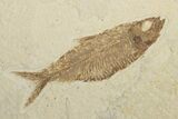 Fossil Stingray (Heliobatis) With Knightia - Wyoming #202113-4